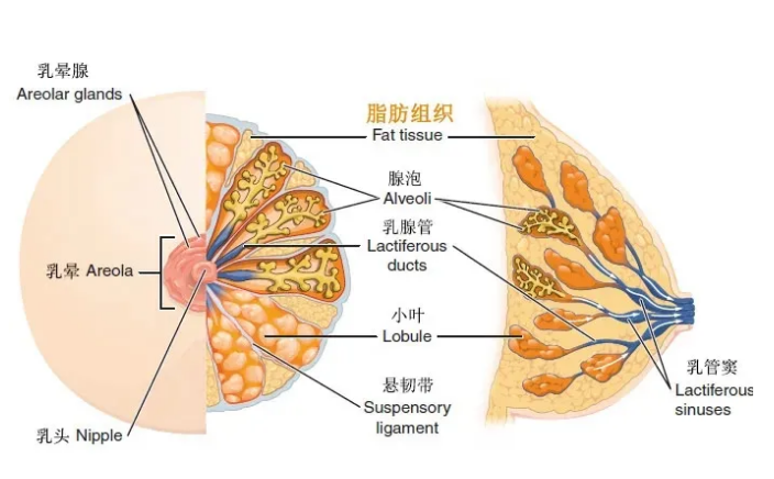 隆胸